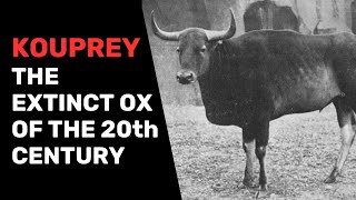 Kouprey: The Extinct Ox of the 20th Century