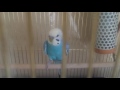 インコ120％～前編～　セキセイインコ・コザクラインコ　rosy faced lovebird agapornis roseicollis budgerigar parakeet