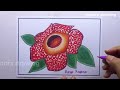 menggambar bunga rafflesia arnordi|bunga langka