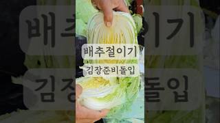 직접 키운 배추로 김장하는날 #배추 #배추절이기 #김장 #김장준비 #김장시기 #김장하는날 #절임배추 #농부브이로그 #농부일상 #농부네 #농사 #농사브이로그 #농부네농산