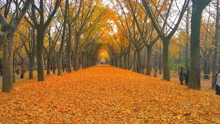 江苏邳州银杏时光隧道，真的是太美了 Ginkgo Biloba Time Tunnel，So Beautiful｜BIG大世界