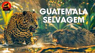 GUATEMALA - Paraíso Selvagem Entre Vulcões e Florestas Tropicais | Documentários  animais