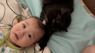 毛繕いされて驚く赤ちゃんと母性本能に目覚めた猫　ラガマフィン　cat grooming baby