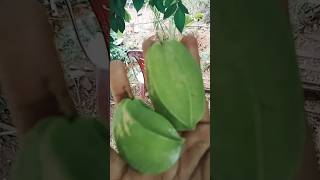 പുളിഞ്ചിക്ക(starfruit)കഴിച്ചവർ ഇവിടെ വരു 🏃#food #nature #viral #shorts #youtubeshorts #trending