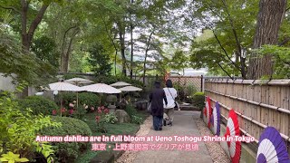 Let's walk Japan  Dahlia flowers are in full bloom at Ueno Toshogu Shrine in Tokyo 上野東照宮でのダリア展を見てきた