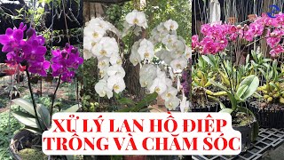 Cách xử lý lan hồ điệp mới mua về và trồng chăm sóc.