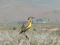 western meadowlark