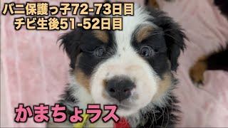 この時期のバニのチビはかわいいなぁ【バニ保護っ子72 73日目】