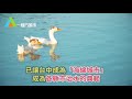 20180530搶先看~豐原軟埤仔溪水岸景觀優美