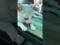 nakaka alaiw tignan ang pusa short satisfying youtubeshorts nakakaaliw pusa