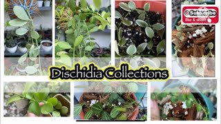 DISCHIDIA VARIETIES / Ovata, Oiantha, Geri, Million of Hearts/ #plantmaam #Dischidia