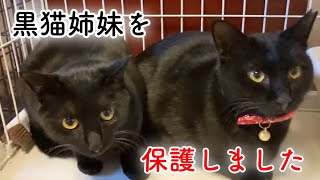 餌場が取り壊される為に緊急レスキューした黒猫姉妹【We rescued two black cats】