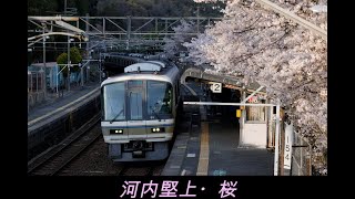 20220401　河内堅上・桜