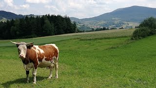 Szczebel z Lubnia (uważajcie na krowy!) | Beskid Wyspowy