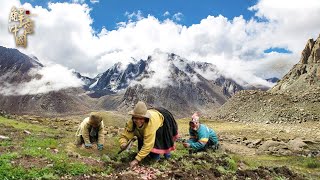 西藏雪山下，一户人家与世隔绝，一家3口每天爬山采止血琼草，在外万金难求【秘境探秘】