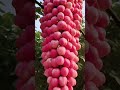 Amazing 😍 Apple Tree Harvest?