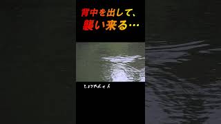 背中を出して追ってくる黒い影・・・