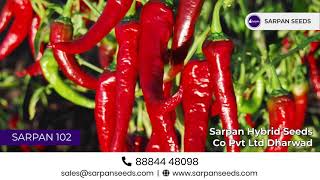 సర్పన్ బైడాగి మిరప విత్తనం | Sarpan Byadgi Chilli Seeds | Best Hybrid Seeds | Telugu