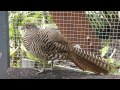 female lady amherst pheasant @ the pheasantasiam