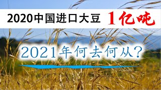 中国粮食危机，从大米小麦到玉米大豆，皆现短缺，粮价上涨；2020年进口大豆1亿吨，2021年将怎样？