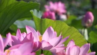 古代蓮公園にて　蓮の花が満開！みつばち大忙し♪