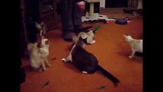 Holly and the Destrier Cats Fast and Furious Fun.