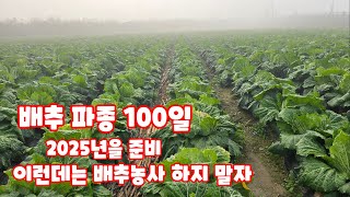 배추 파종 100일 생육상태 배추밭 관리 김장배추 괴산절임배추 [배추재배방법]