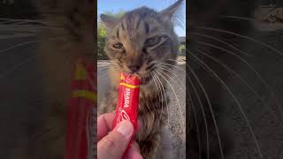 ライオン風の猫ライちゃんチュールを食べて寝落ちしそう#shorts#猫