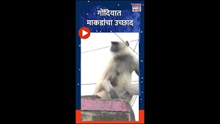 #shorts गोंदियात माकडांचा उच्छाद #shortsfeed #monkey #viralvideo #gondia