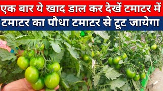 एक बार इस खाद को डाल दें टमाटर फलों से लद जाएंगेl #viralvideo #fertilizer #gardening #organic