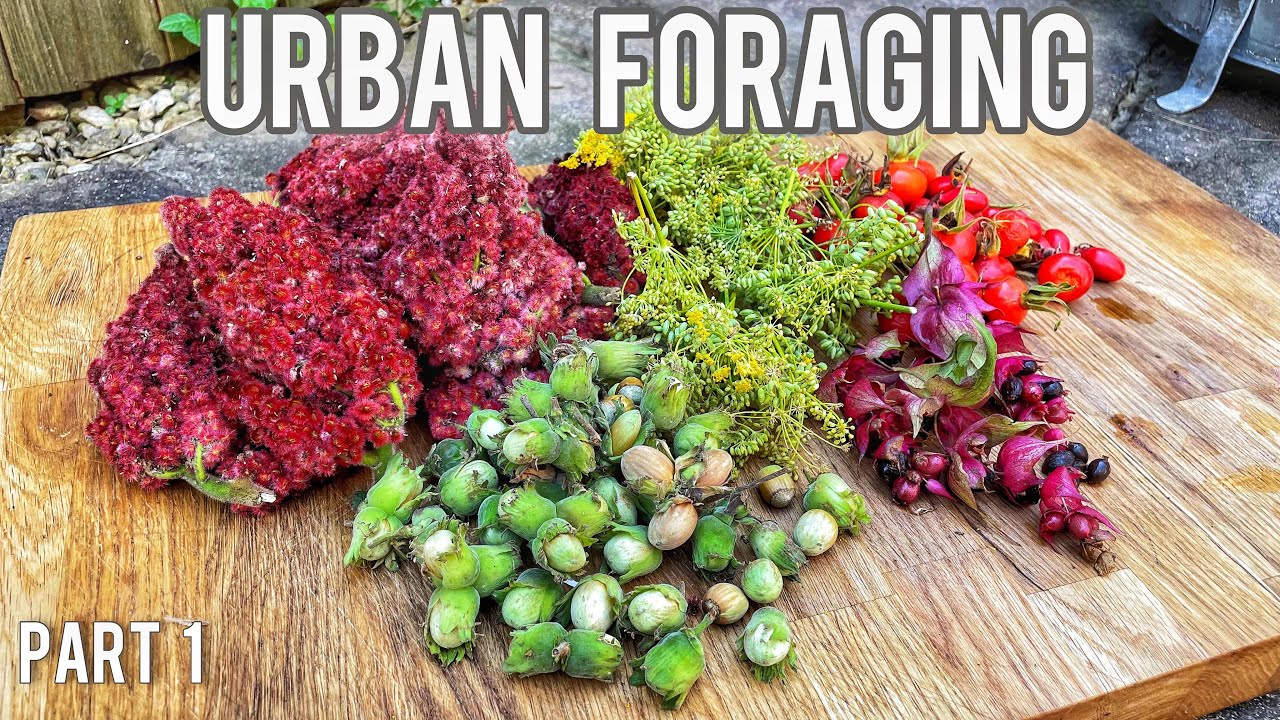 Urban Foraging - YouTube