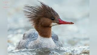 Common Merganser duck  (Mergus merganser) beautiful Bird sound call  pictures @volcanoofbeauty5481