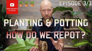 Planting \u0026 Potting: How to repot EP 3 of 3 🪴🪴🪴