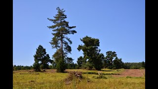 Schwäbische Ostalb: Albschäferweg Etappe 5: Steinheim - Zang