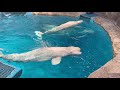 2021 06 18 ベルーガのトレーニング【全頭参加編】@名古屋港水族館