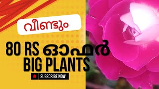 സൂപ്പർ plants for 80 rs ഓഫർ #rosenursery #rose #sale #garden #offer