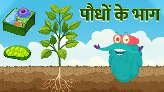 पार्ट्स ऑफ़ प्लांट्स | पौधों के भाग | Parts Of A Plants In Hindi | Dr. Binocs Show | Plants Videos