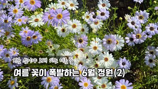 여름 꽃이 폭발하는 6월 정원(2)/지금 심어야 오래 피는 여름꽃 / #정원 #gardening #flowers