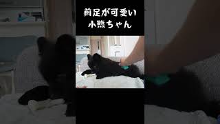 前足がかわいい小熊ぷー