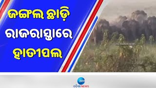 Elephant Movement Update । ଜଙ୍ଗଲ ଛାଡି ଏବେ ଜନବସତି ମୁହାଁ ହାତୀପଲ । Odisha News