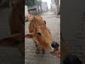 प्यारी बछिया cow ytshorts gaumata youtubeshorts trendingshorts calf shorts cristianoronaldo