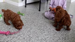 Toy Poodle Puppies For Sale