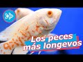 TOP 🔟 Los PECES más LONGEVOS 👵🏻 [ Agua dulce + Marino ]