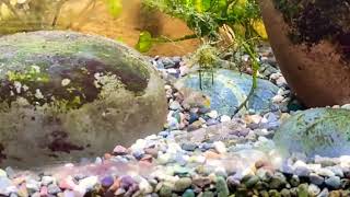 Schismatogobius ampluvinculus display