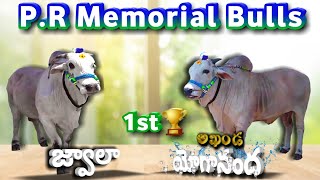 2023 మదమంచిపాడు సీనియర్ 1st🏆సాధించిన PR Memorial Bulls || 2023 Madamanchipadu bullrace || Mcor bulls