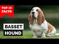 Basset Hound - Top 10 Facts