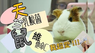 【Fatbe Diary】天竺鼠居然愛吃維他命C !!! Guinea Pig could eat food