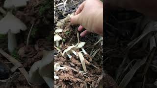 Picking Mushroom | เก็บเห็ดโคน เห็ดปลวก  3