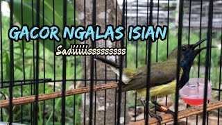 SOGON GACOR NGALAS ISIAN