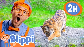 Blippi Visits a Zoo - Point Defiance Zoo | Blippi - Kids Playground | Educational Videos for Kids